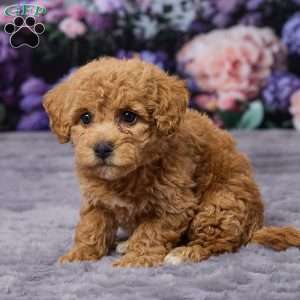 Debbie, Bich-Poo Puppy